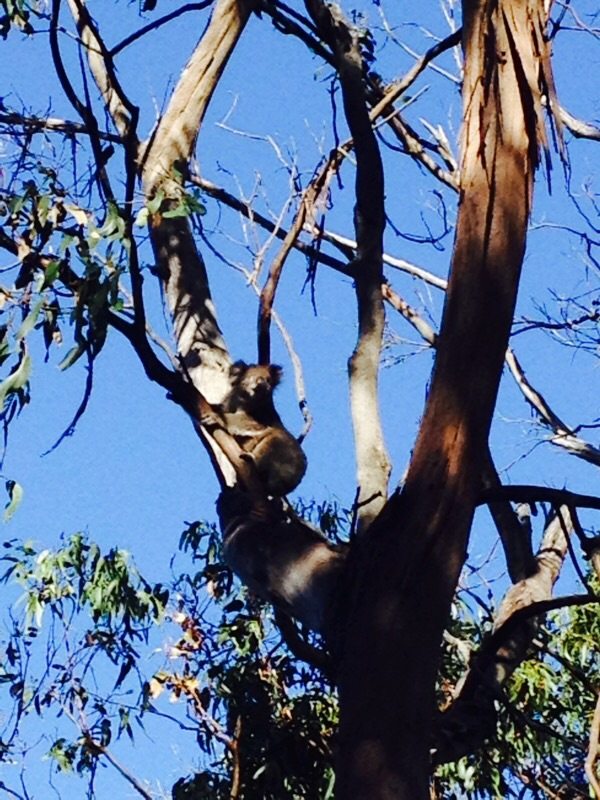 Koala at Kennett River, Great Ocean Road. We suspect Lonely Planet drops it here every day ;-)