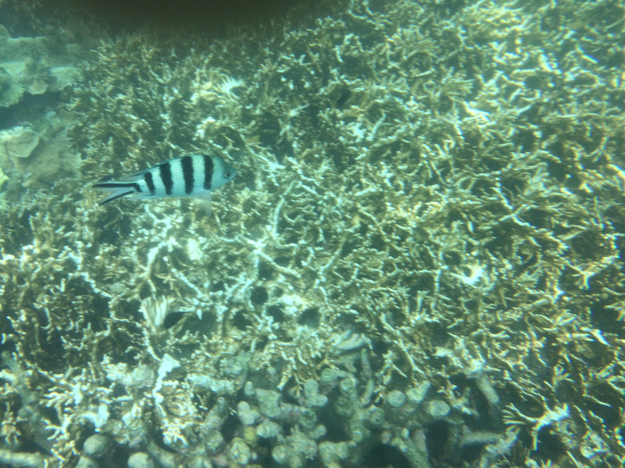 Experimenting with the underwater cover for my iPhone on the Great Barrier Reef. I'm too slow to take pictures of the many fish we saw, so here just one :-)