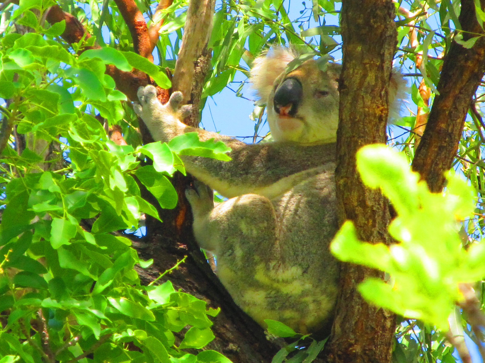 Koala on Magnetic Island. Yes, it's real!