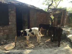 cow shed at Ramana's Garden